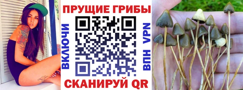 продажа наркотиков  Орлов  Галлюциногенные грибы прущие грибы 
